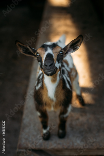 baby goat