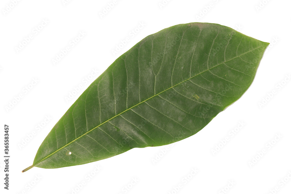 One green leaf isolated on white background One green leaf isolated on white background