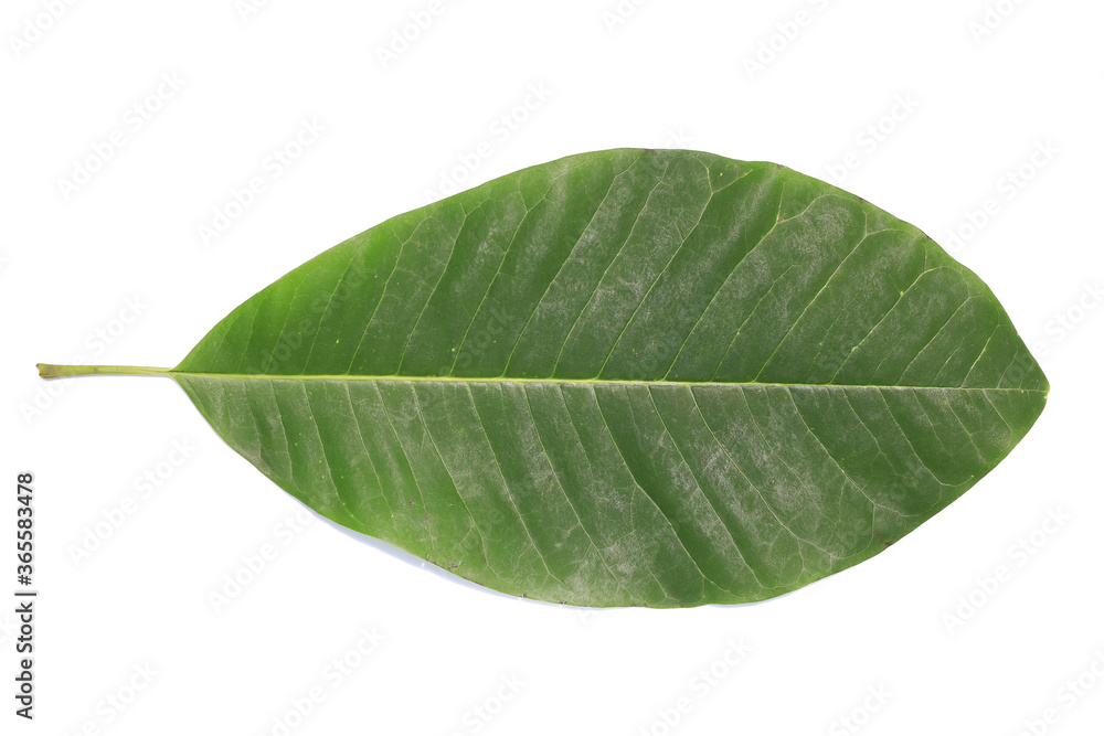 Obraz premium One green leaf isolated on white background
