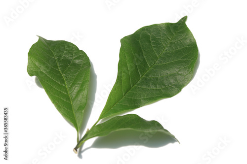 Green leaves isolated on white background