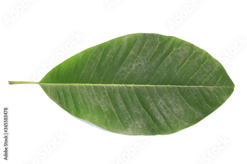 One green leaf isolated on white background