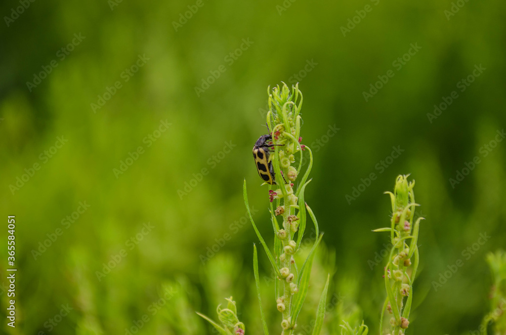 Fototapeta premium Pequeño insecto posado sobre una planta
