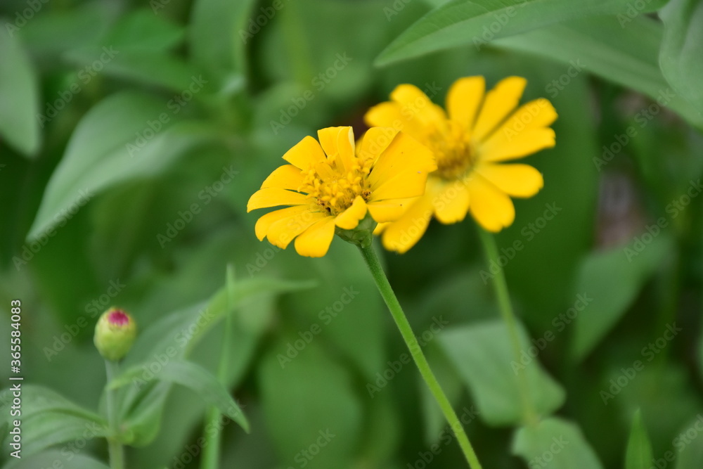 Fototapeta premium Zinnia flowers with natural blurred background.