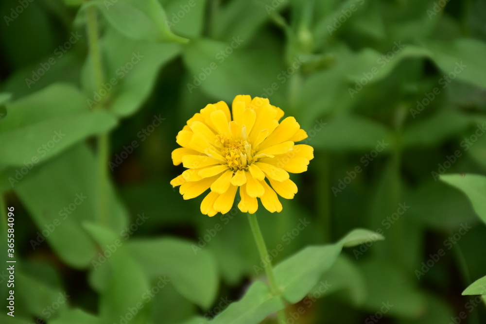 Zinnia flowers with natural blurred background. Zinnia flowers with natural blurred background.