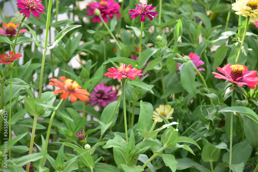Fototapeta premium Zinnia flowers with natural blurred background.