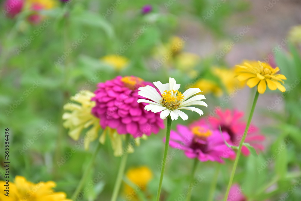 Naklejka Zinnia flowers with natural blurred background.