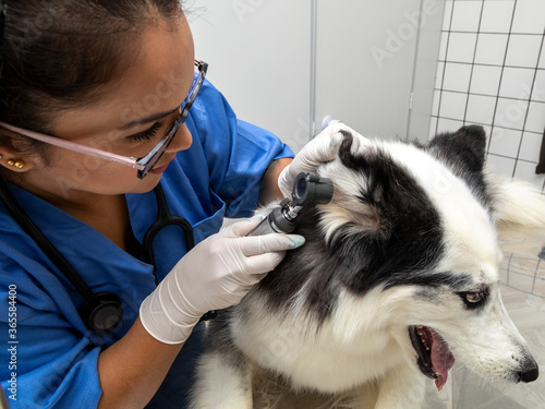 Veterinarian examining dog's ear