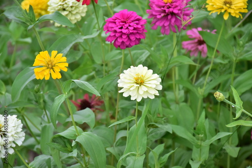 Zinnia flowers with natural blurred background.