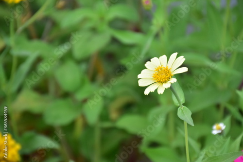 Zinnia flowers with natural blurred background.