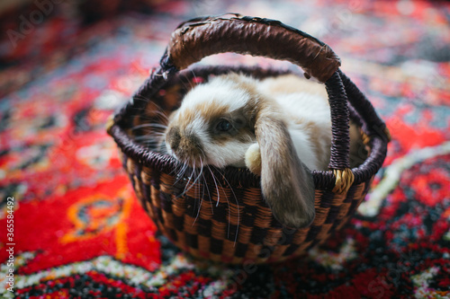 bunny in a basket