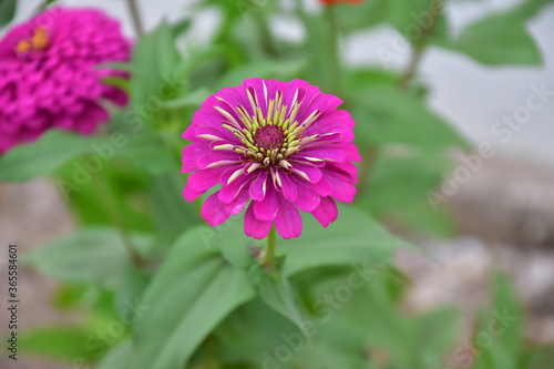 Zinnia flowers with natural blurred background.