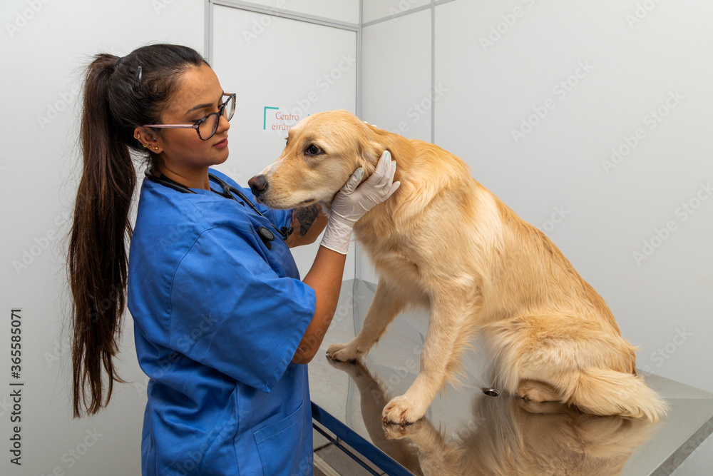 Hispanic veterinarian examining a dog