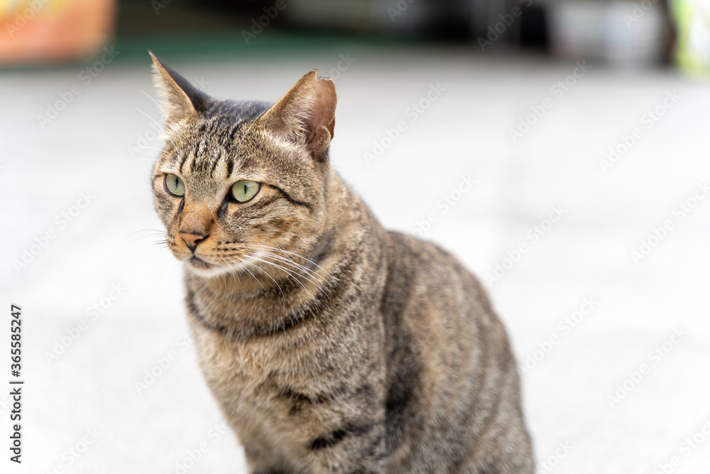 台湾にいた猫