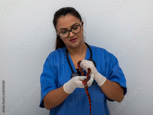 Veterinary doctor examining a red and white snake