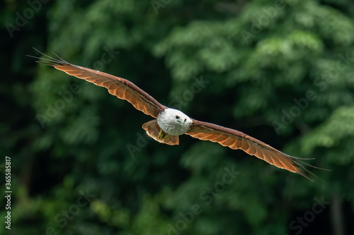 Brahminy Kite gliding with wings fully spread