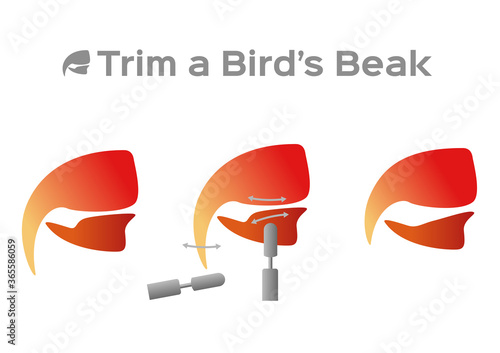 trim and cut bird beak structure anatomy / mouth, vector on white