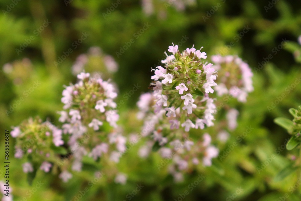 Flowering thyme in a herb garden

