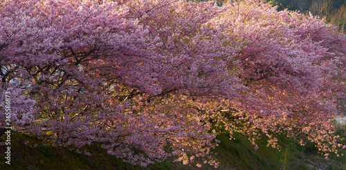 桜２