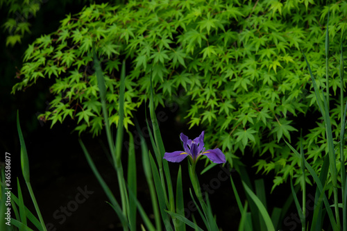菖蒲２