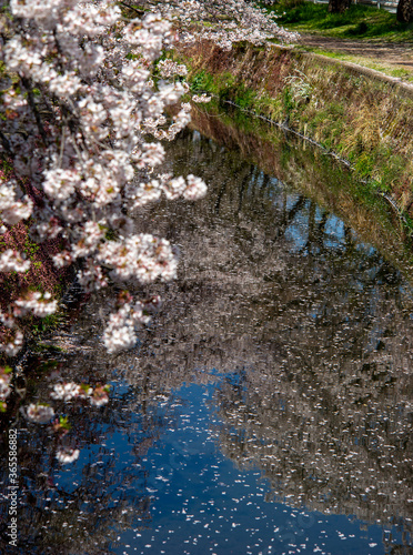 桜１