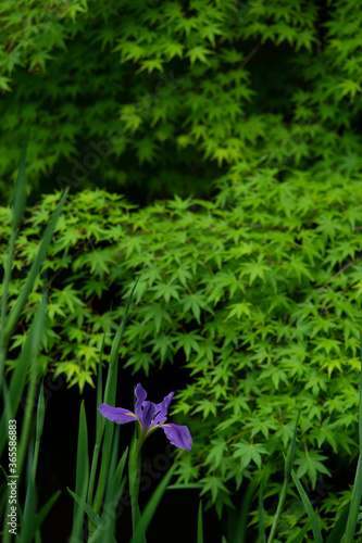 菖蒲１
