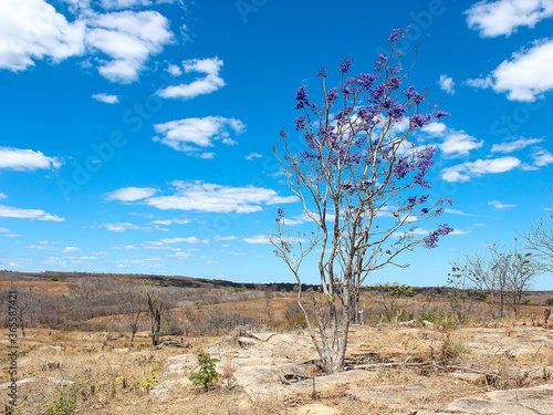 Ipê Roxo, Ipê Branco, Cerrado, Caatinga, ipe isolado, Bahia, Mansidão, 