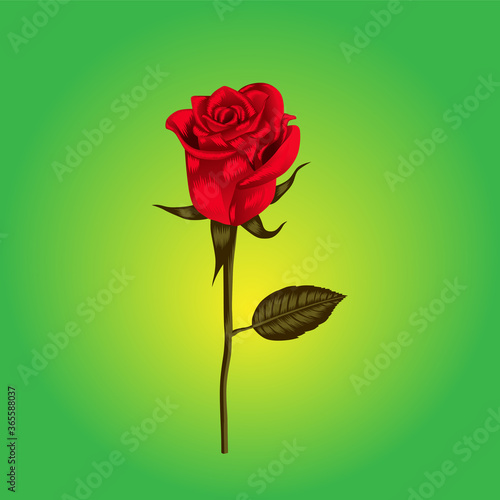 image of a rose vector 