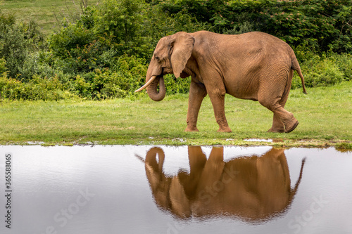 Reflections of the mighty Elephant in the pond