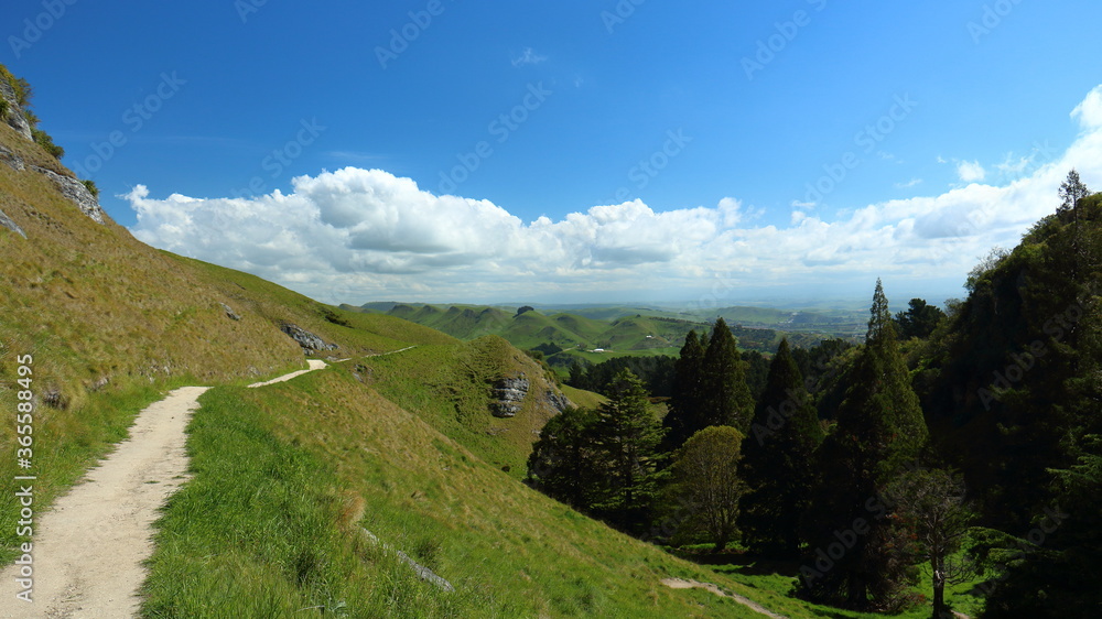 Scenic view along Karaka Wander walking track of hillside and native trees on Te Mata Park, Te Mata Peak, Hawke's Bay, New Zealand