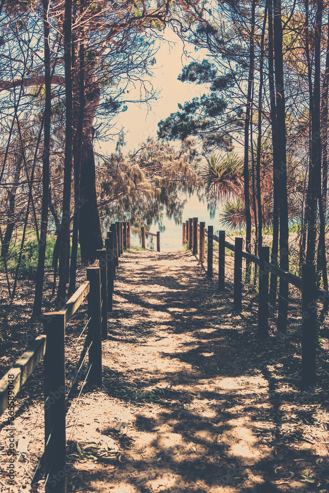 path down to the beach through the trees at Hervey Bay Queensland path down to the beach through the trees at Hervey Bay Queensland