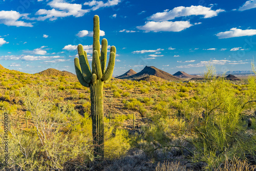 A solitary saguaro in the desert