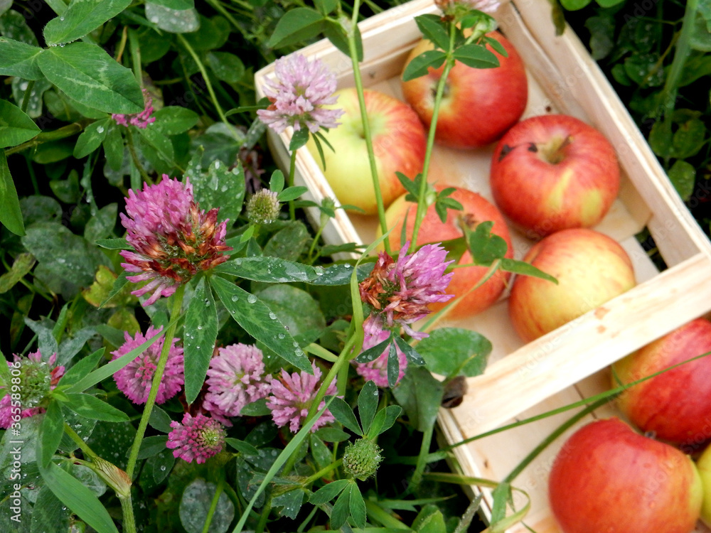 autumn harvest of apples in a basket and in the grass among the red clover