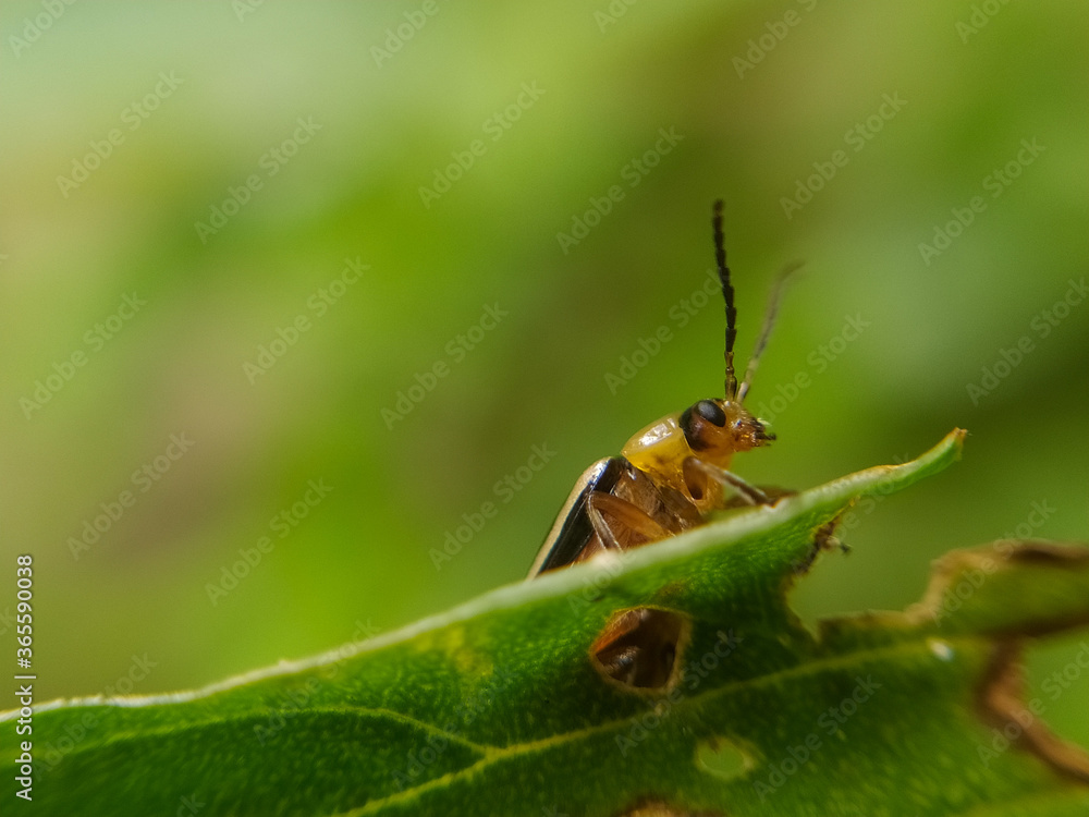 yellow ladybug on a leaf macro yellow ladybug on a leaf macro