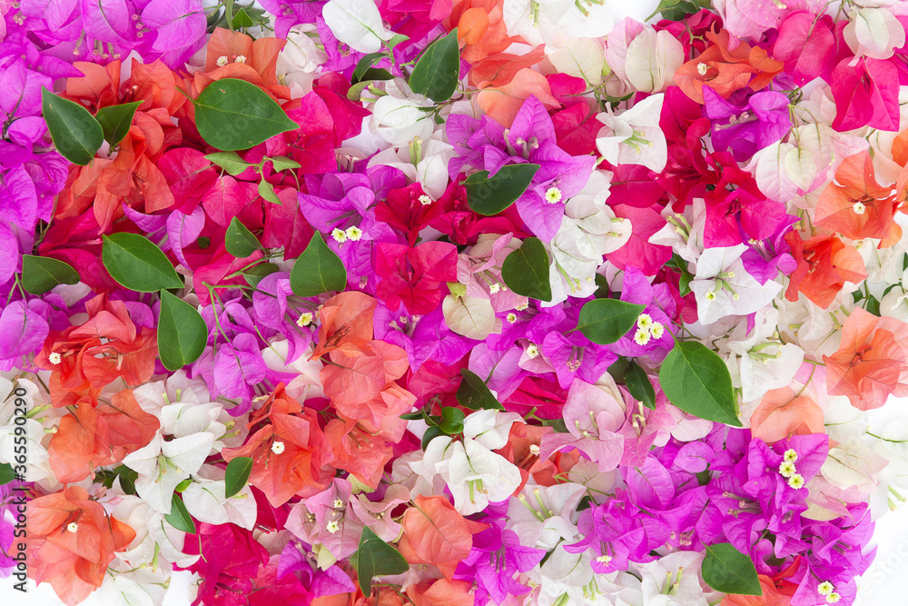 Bougainvillea flowers and bougainvillea plant tree in summer season. This Bougainvillea flowers are pink and purple. Magenta bougainvillea flowers. Postcard or wallpaper texture pattern background.