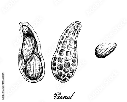 Illustration of Hand Drawn Sketch Fresh Peanuts or Groundnut, Good Source of Dietary Fiber, Vitamins and Minerals.
