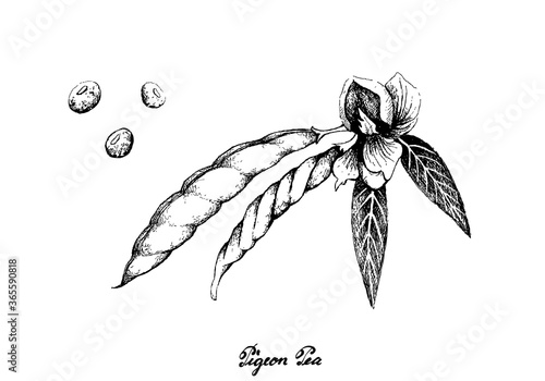 Vegetable, Illustration of Hand Drawn Sketch Fresh Pigeon Pea and Cajanus Cajan Plant with Pods Isolated on White Background.
