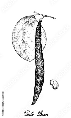 Vegetable, Illustration of Hand Drawn Sketch Fresh Phaseolus Vulgaris or Pinto Bean Isolated on White Background
