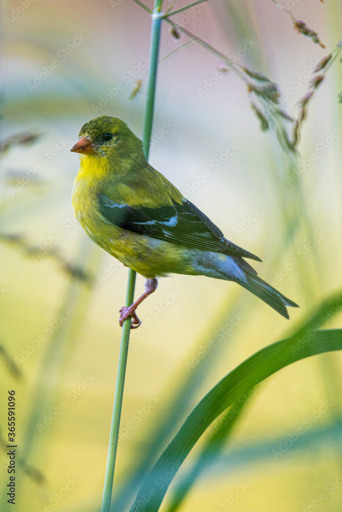 Obraz premium Goldfinch Perched on a Branch - Vertical