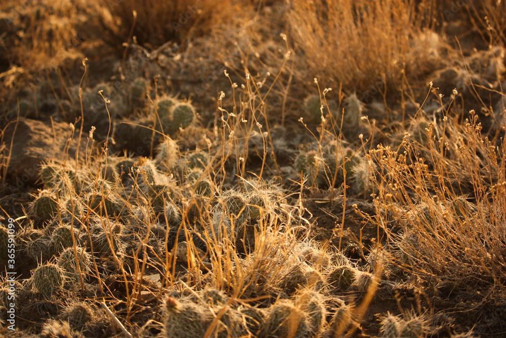 Desert Vegetation and Cacti at Golden Hour Sunset in Southern Colorado Desert Vegetation and Cacti at Golden Hour Sunset in Southern Colorado