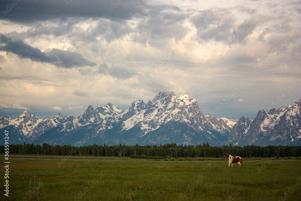 Horses in Pasture in Front of Grand Teton Mountains at Sunrise in Wyoming
