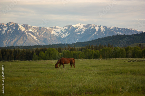 Horses in Pasture in Front of Grand Teton Mountains at Sunrise in Wyoming © Tiffany