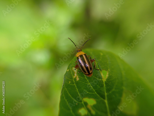 yellow ladybug on a leaf