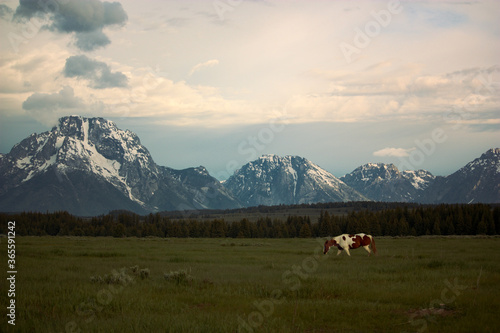 Horses in Pasture in Front of Grand Teton Mountains at Sunrise in Wyoming