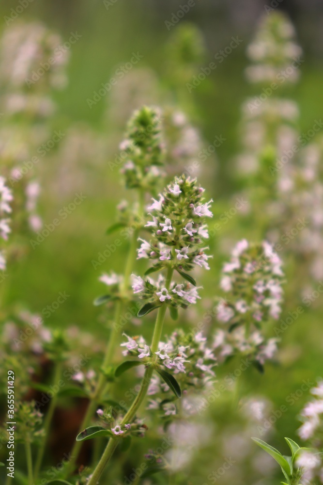Flowering thyme in a herb garden Flowering thyme in a herb garden