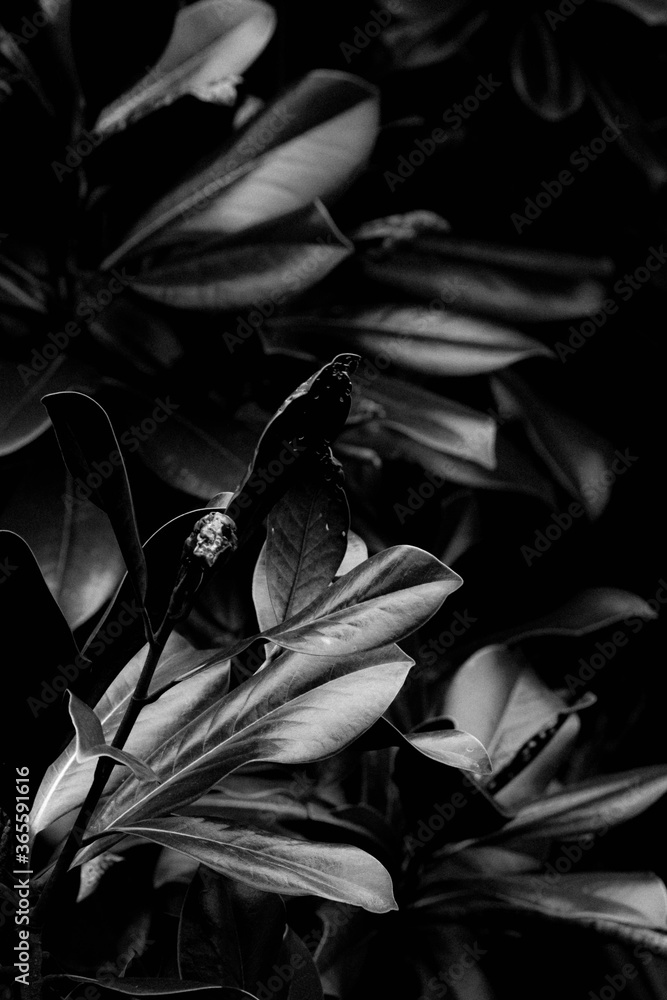 Leaves Leaves