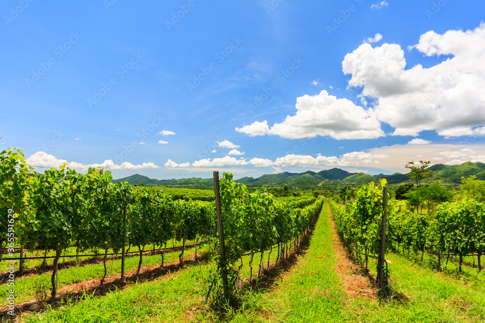 Vineyard in the hills above Hua HIn