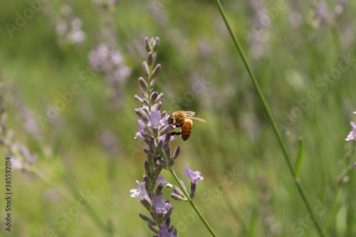 A honeybee stays on purple lavender flower.