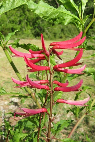 Erythrina herbacea plant in Florida nature, closeup  photo