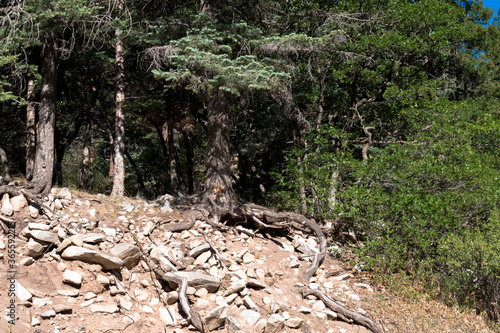 Interesting roots and rocks in Cimarron Canyon State Park in New Mexico