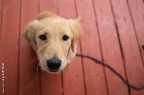 golden retriever Dog puppy sitting on redwood desk look up with owner